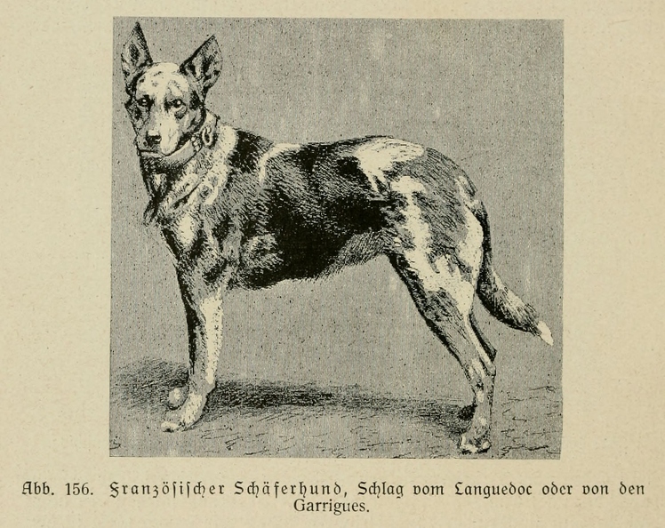 Der_deutsche_Schaferhund_in_Wort_und_Bild_-_vintage-dogs.com _0190.jpg
