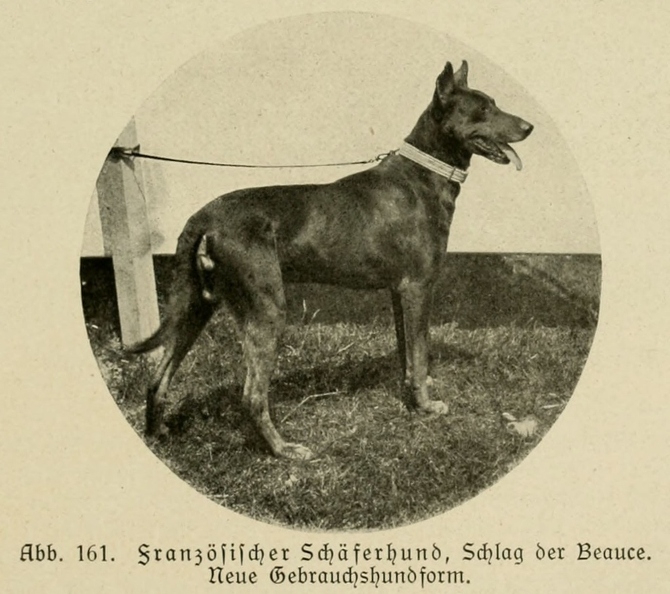 Der_deutsche_Schaferhund_in_Wort_und_Bild_-_vintage-dogs.com _0193 (2).jpg
