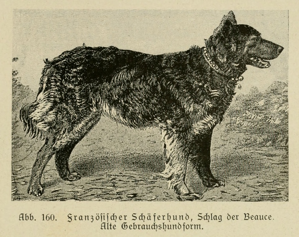 Der_deutsche_Schaferhund_in_Wort_und_Bild_-_vintage-dogs.com _0193.jpg
