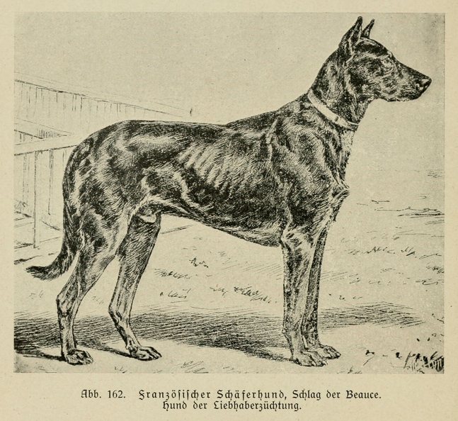 Der_deutsche_Schaferhund_in_Wort_und_Bild_-_vintage-dogs.com _0194.jpg