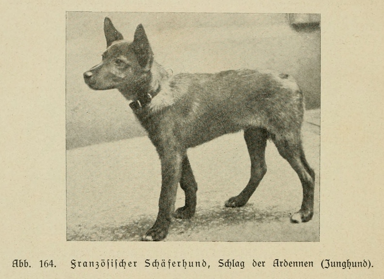Der_deutsche_Schaferhund_in_Wort_und_Bild_-_vintage-dogs.com _0196.jpg
