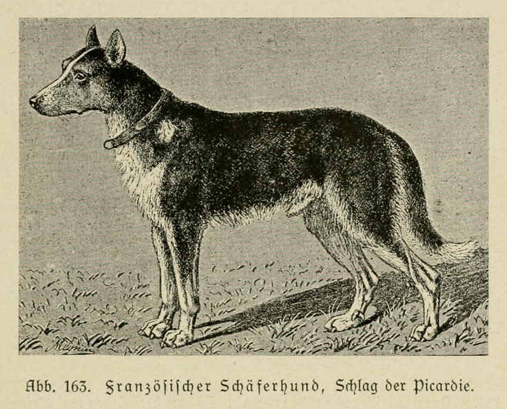 Der_deutsche_Schaferhund_in_Wort_und_Bild_-_vintage-dogs.com _0195.jpg