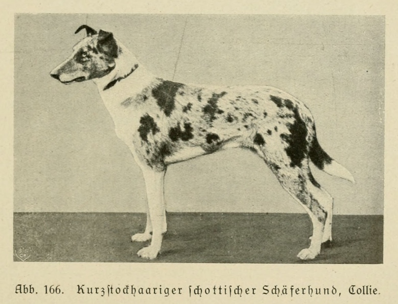Der_deutsche_Schaferhund_in_Wort_und_Bild_-_vintage-dogs.com _0199.jpg
