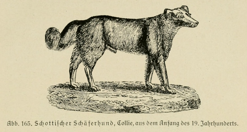 Der_deutsche_Schaferhund_in_Wort_und_Bild_-_vintage-dogs.com _0199 (2).jpg