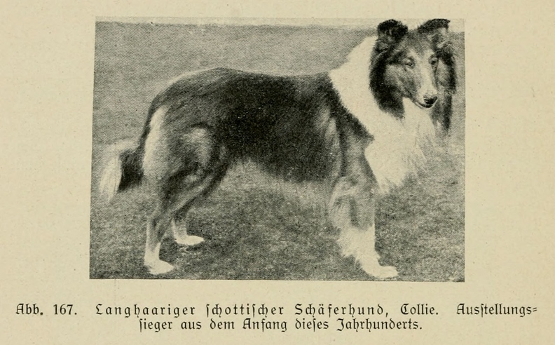 Der_deutsche_Schaferhund_in_Wort_und_Bild_-_vintage-dogs.com _0200.jpg