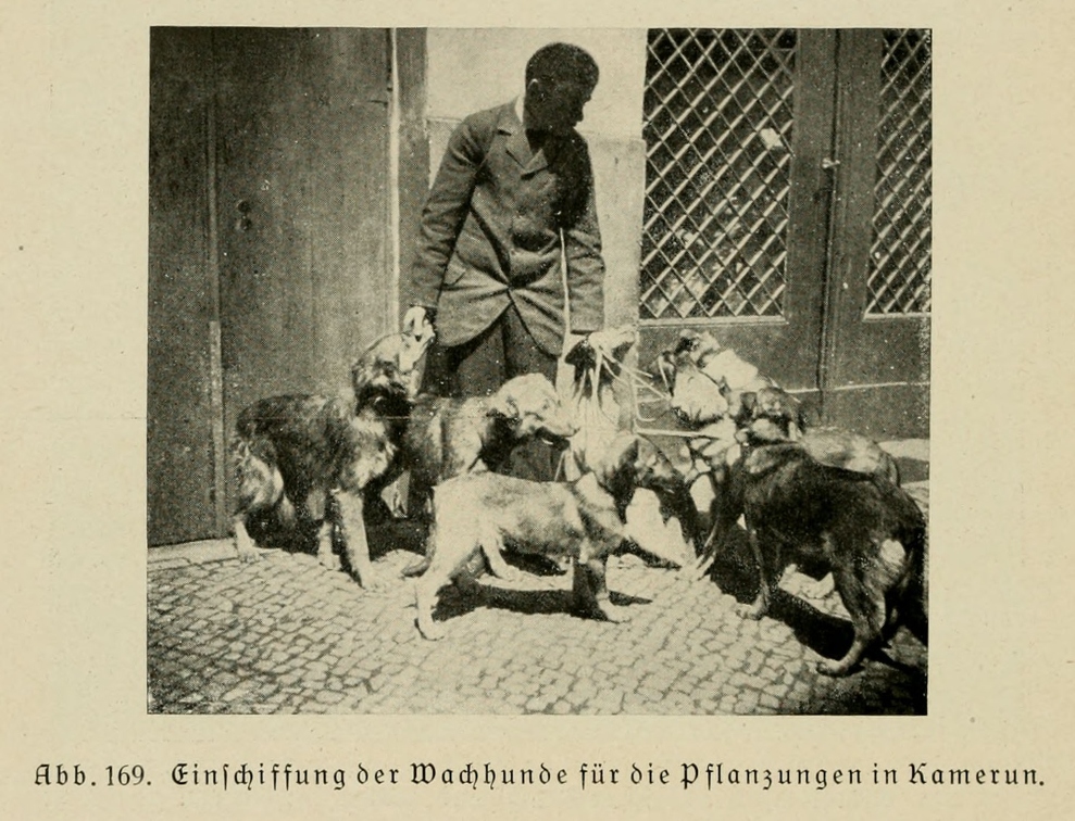 Der_deutsche_Schaferhund_in_Wort_und_Bild_-_vintage-dogs.com _0204.jpg