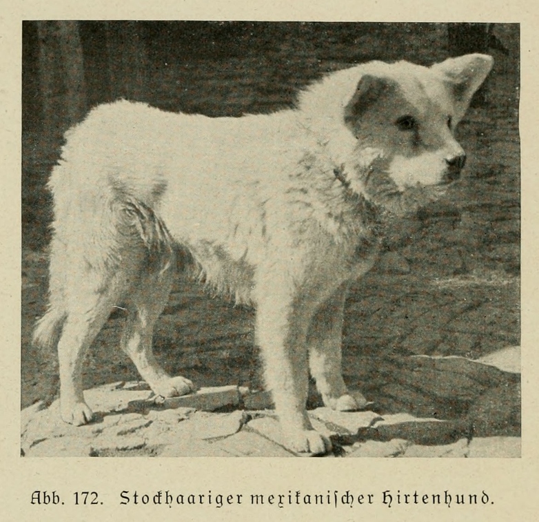 Der_deutsche_Schaferhund_in_Wort_und_Bild_-_vintage-dogs.com _0208.jpg