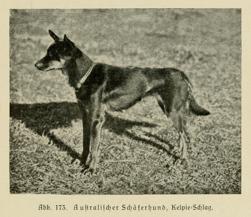 Der_deutsche_Schaferhund_in_Wort_und_Bild_-_vintage-dogs.com _0209.jpg