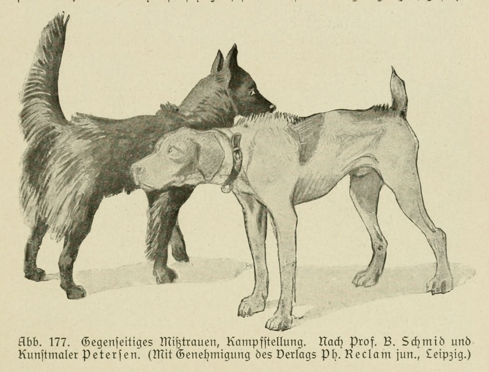 Der_deutsche_Schaferhund_in_Wort_und_Bild_-_vintage-dogs.com _0227.jpg