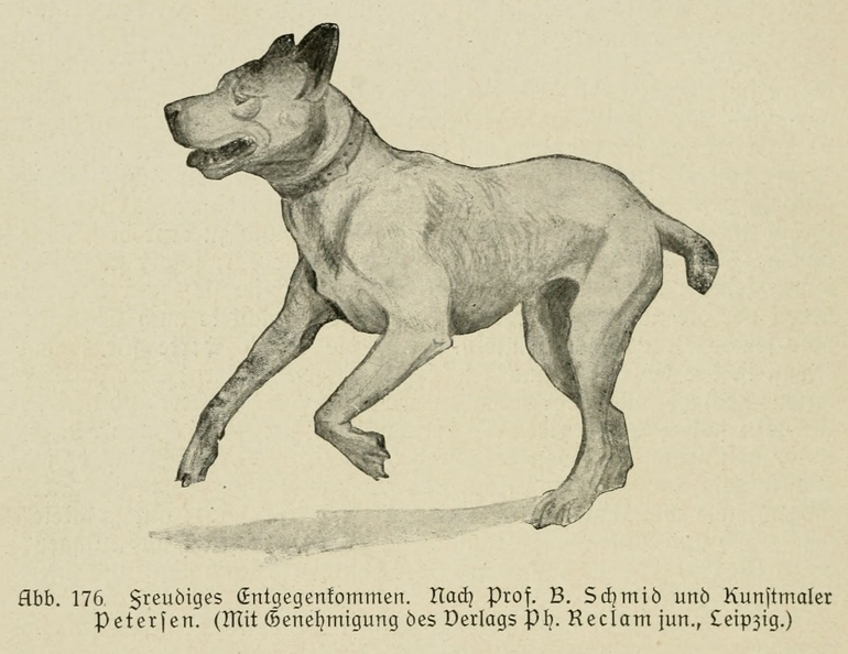 Der_deutsche_Schaferhund_in_Wort_und_Bild_-_vintage-dogs.com _0226.jpg