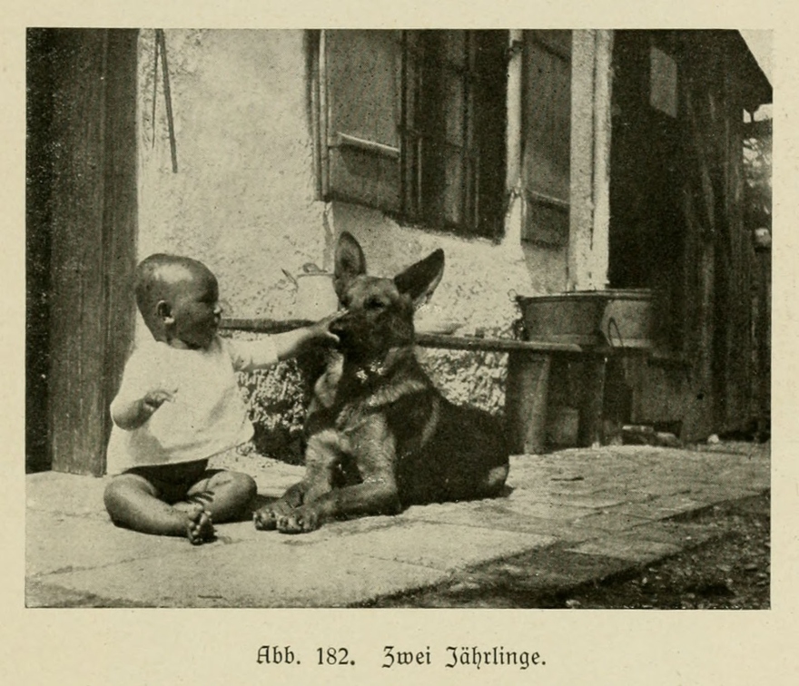 Der_deutsche_Schaferhund_in_Wort_und_Bild_-_vintage-dogs.com _0245.jpg