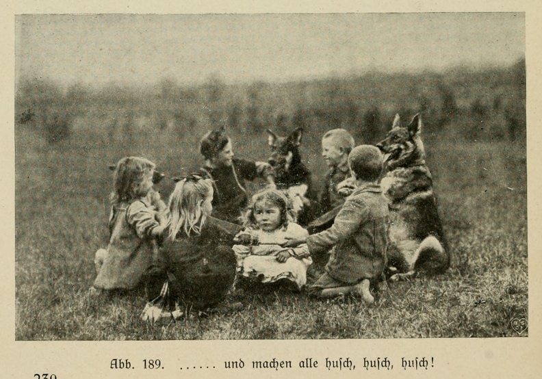 Der_deutsche_Schaferhund_in_Wort_und_Bild_-_vintage-dogs.com _0250.jpg
