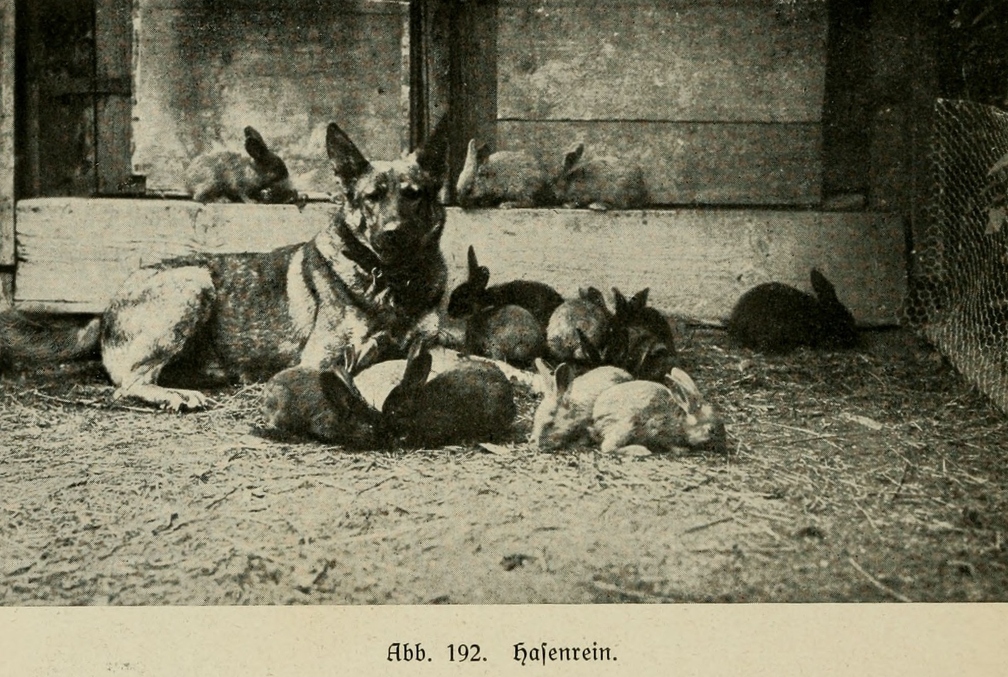 Der_deutsche_Schaferhund_in_Wort_und_Bild_-_vintage-dogs.com _0252.jpg