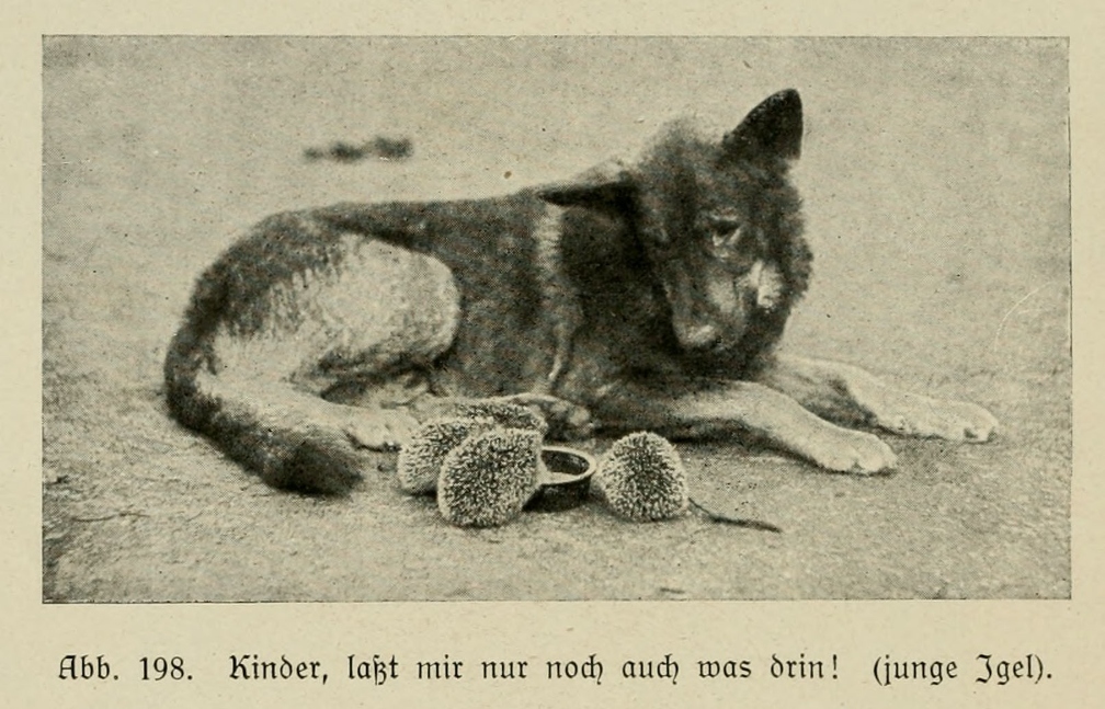 Der_deutsche_Schaferhund_in_Wort_und_Bild_-_vintage-dogs.com _0256.jpg