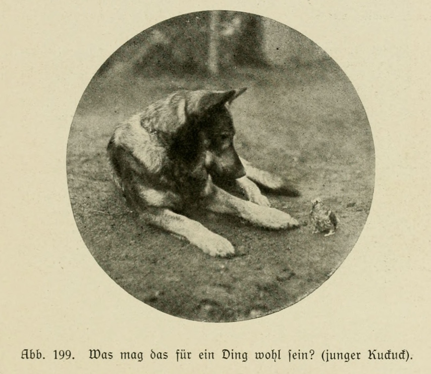 Der_deutsche_Schaferhund_in_Wort_und_Bild_-_vintage-dogs.com _0257.jpg