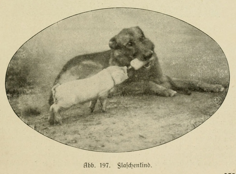 Der_deutsche_Schaferhund_in_Wort_und_Bild_-_vintage-dogs.com _0255 (2).jpg
