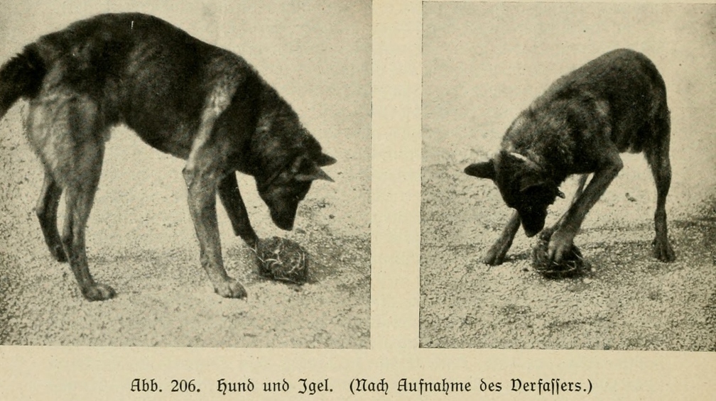 Der_deutsche_Schaferhund_in_Wort_und_Bild_-_vintage-dogs.com _0268.jpg