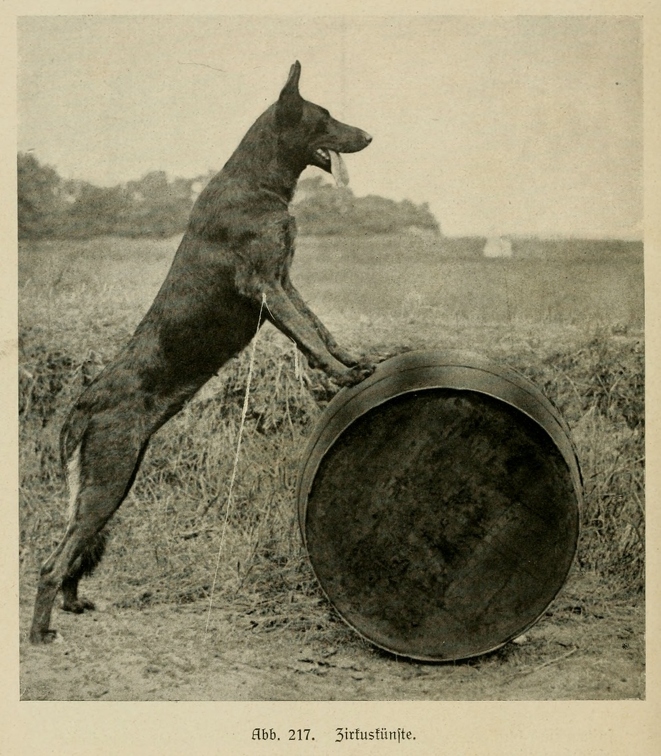 Der_deutsche_Schaferhund_in_Wort_und_Bild_-_vintage-dogs.com _0292.jpg