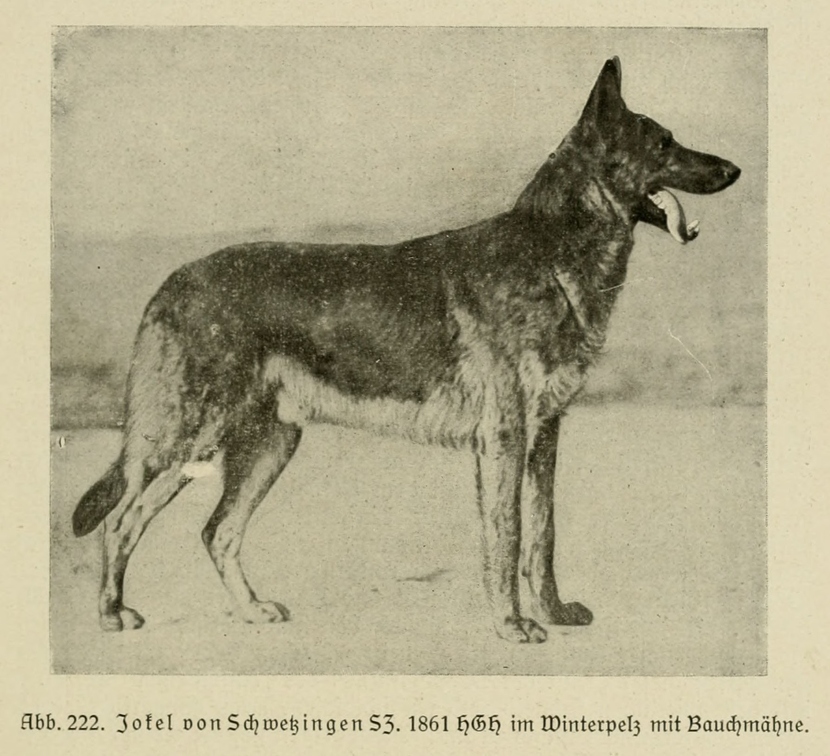 Der_deutsche_Schaferhund_in_Wort_und_Bild_-_vintage-dogs.com _0297.jpg