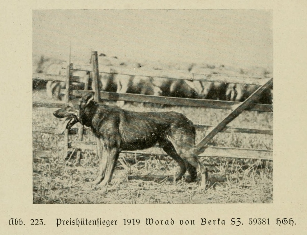 Der_deutsche_Schaferhund_in_Wort_und_Bild_-_vintage-dogs.com _0300.jpg