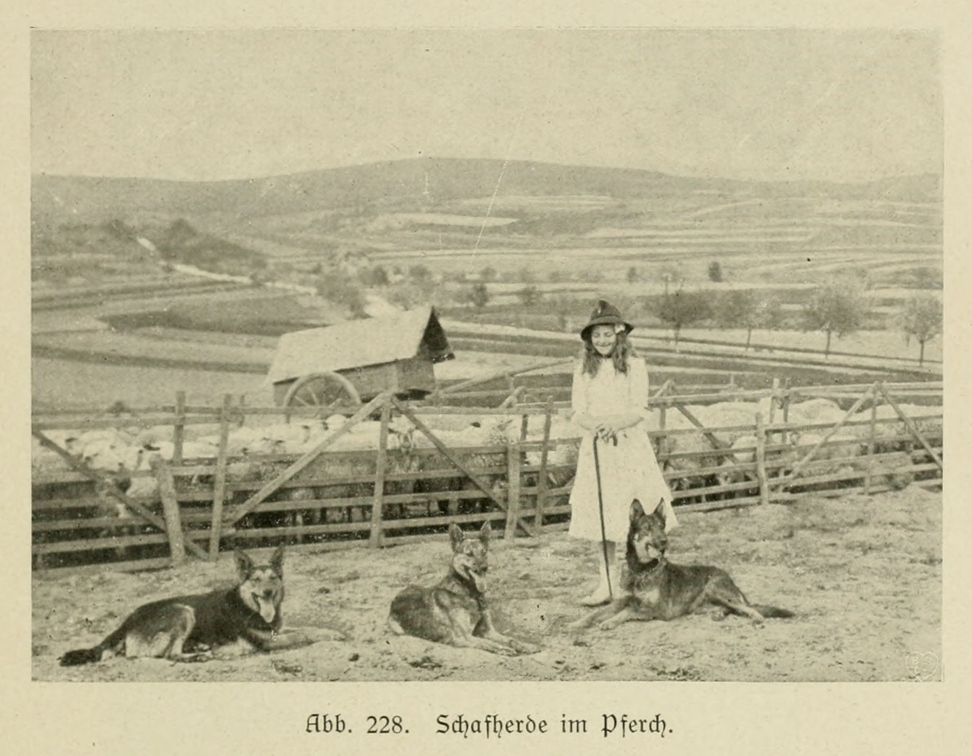 Der_deutsche_Schaferhund_in_Wort_und_Bild_-_vintage-dogs.com _0305.jpg