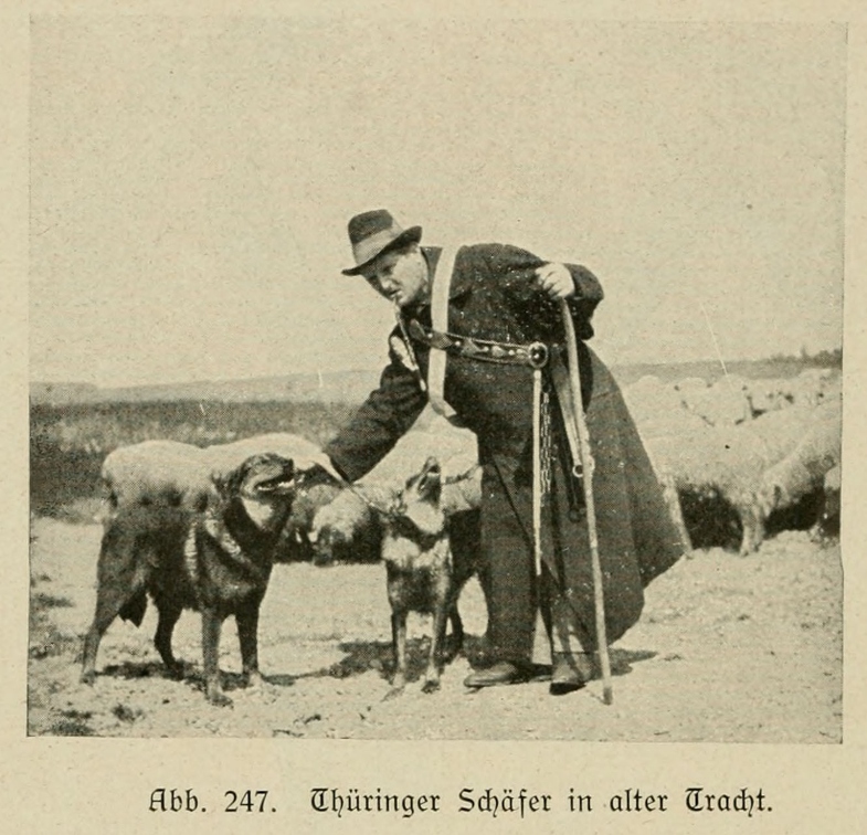 Der_deutsche_Schaferhund_in_Wort_und_Bild_-_vintage-dogs.com _0328.jpg