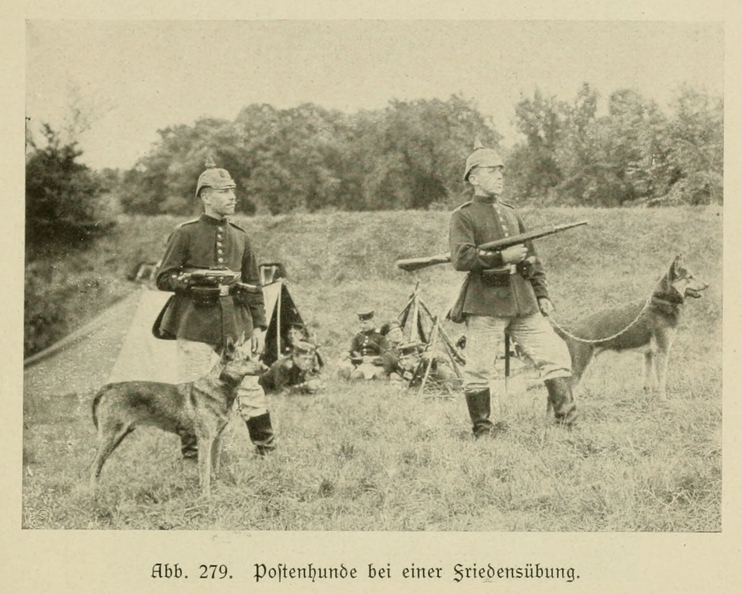 Der_deutsche_Schaferhund_in_Wort_und_Bild_-_vintage-dogs.com _0361.jpg