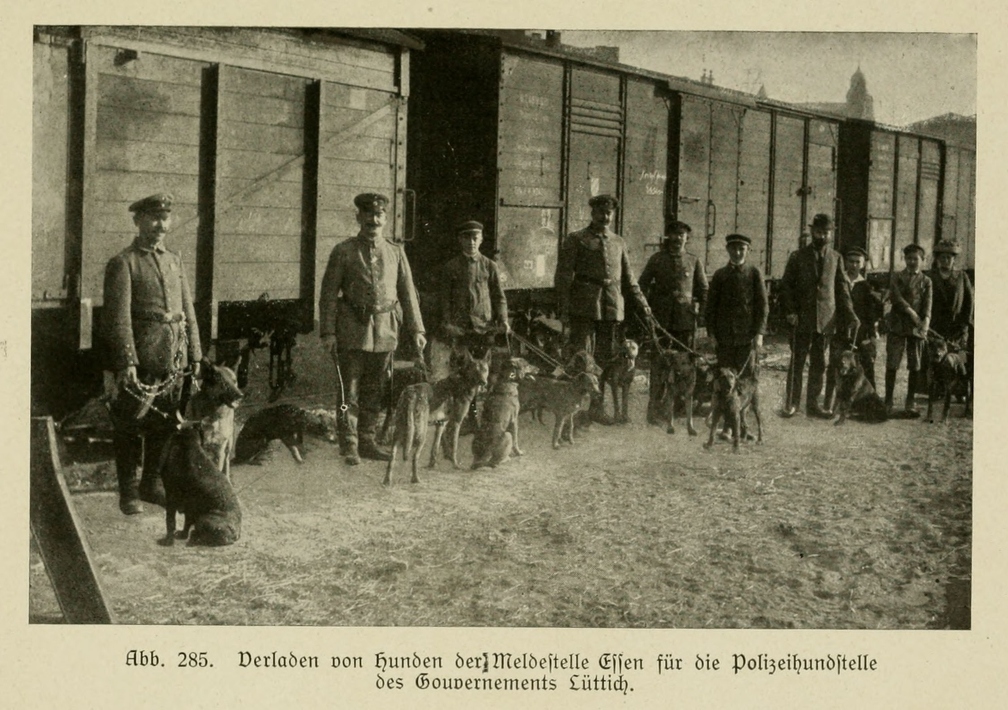 Der_deutsche_Schaferhund_in_Wort_und_Bild_-_vintage-dogs.com _0367.jpg