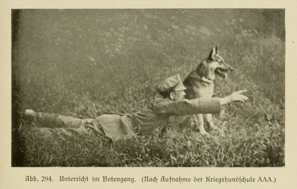 Der_deutsche_Schaferhund_in_Wort_und_Bild_-_vintage-dogs.com _0375.jpg