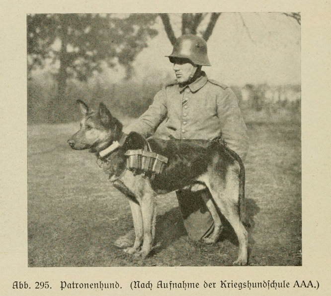 Der_deutsche_Schaferhund_in_Wort_und_Bild_-_vintage-dogs.com _0376.jpg