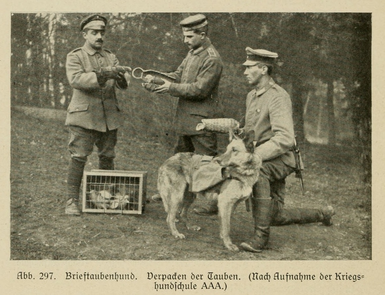 Der_deutsche_Schaferhund_in_Wort_und_Bild_-_vintage-dogs.com _0378.jpg