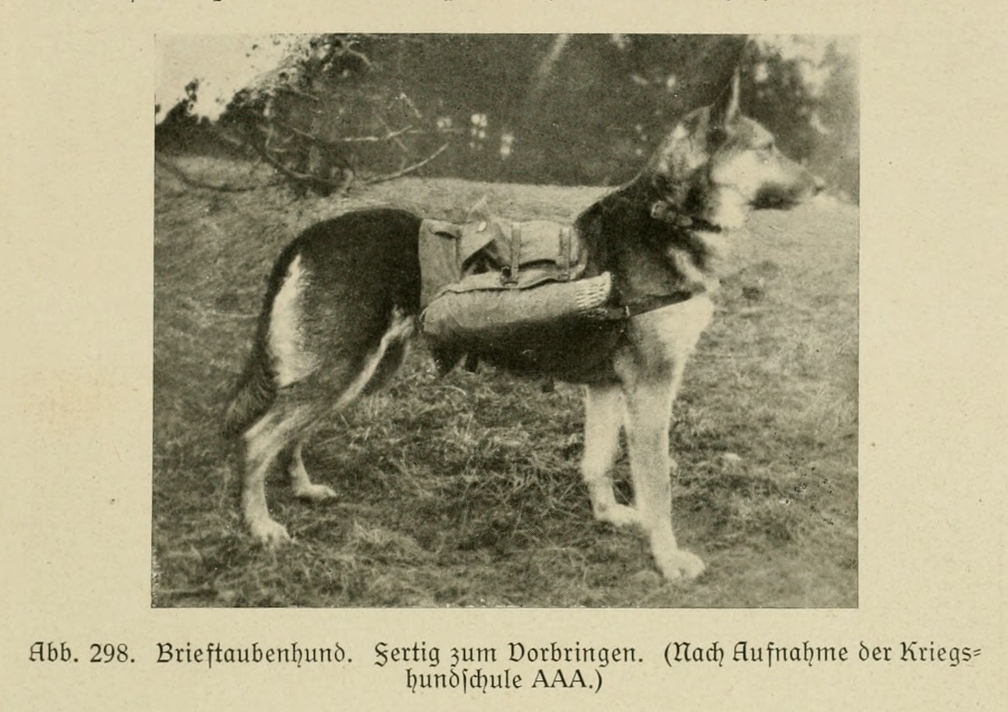 Der_deutsche_Schaferhund_in_Wort_und_Bild_-_vintage-dogs.com _0379.jpg
