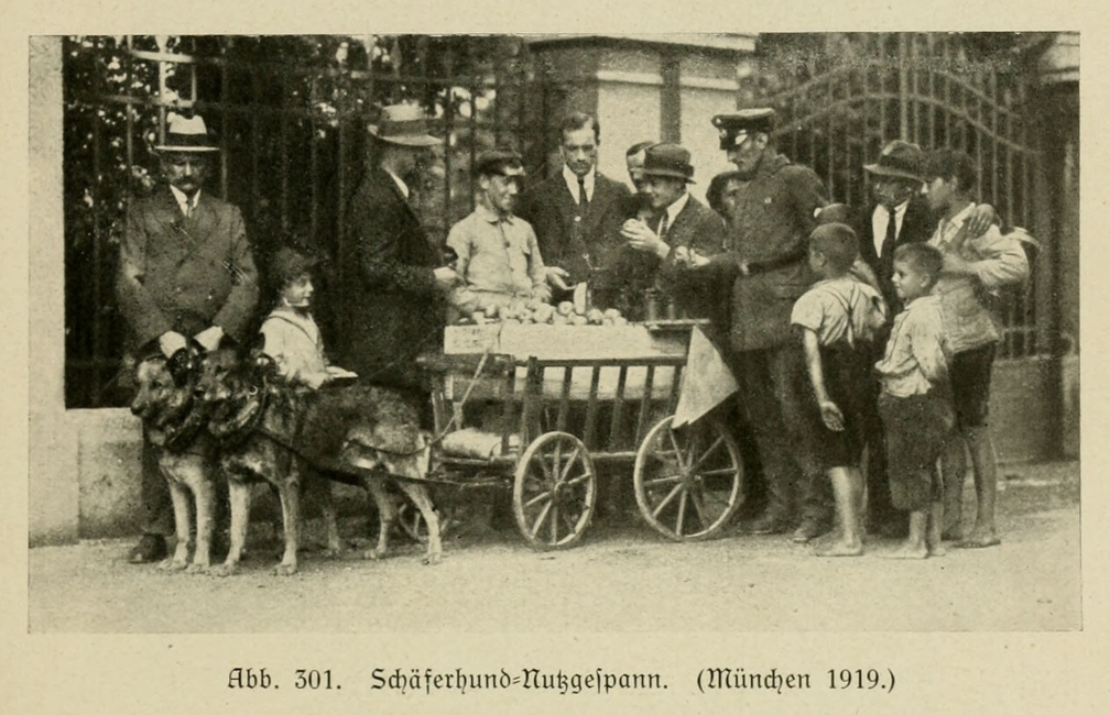 Der_deutsche_Schaferhund_in_Wort_und_Bild_-_vintage-dogs.com _0381.jpg