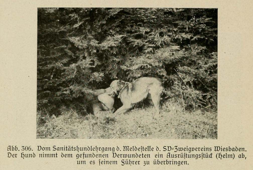 Der_deutsche_Schaferhund_in_Wort_und_Bild_-_vintage-dogs.com _0386.jpg