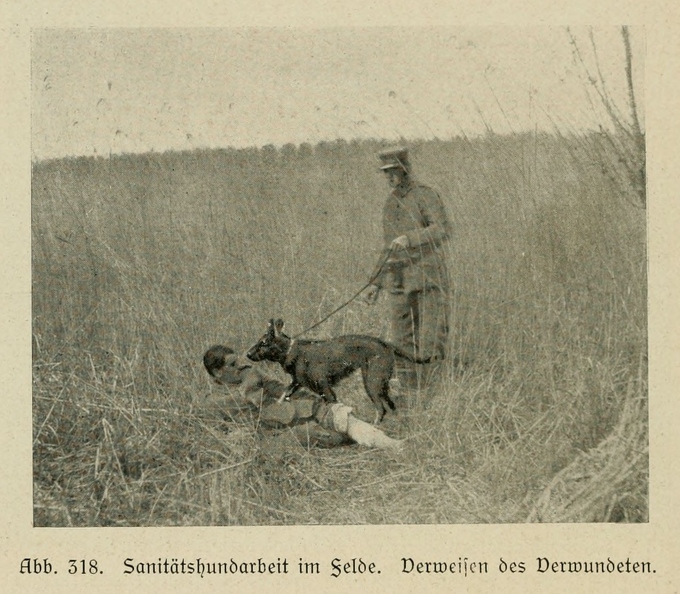 Der_deutsche_Schaferhund_in_Wort_und_Bild_-_vintage-dogs.com _0396.jpg