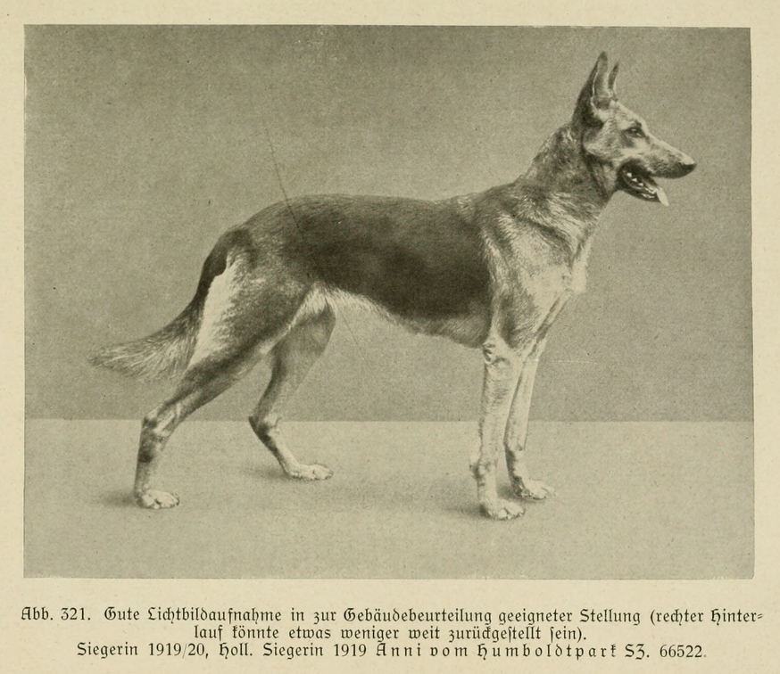 Der_deutsche_Schaferhund_in_Wort_und_Bild_-_vintage-dogs.com _0401.jpg