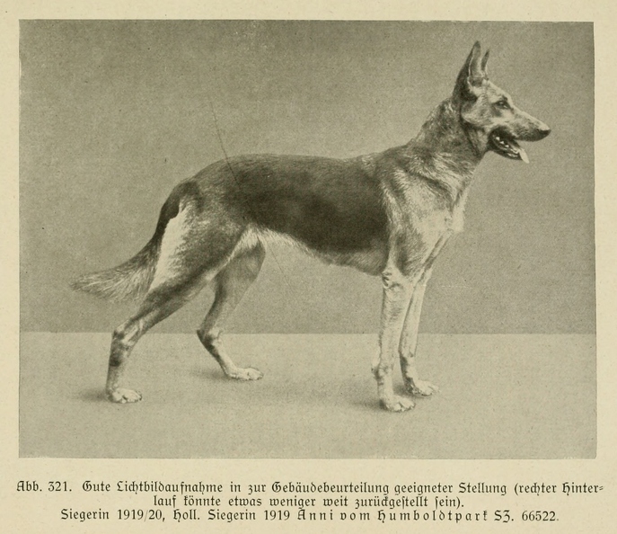 Der_deutsche_Schaferhund_in_Wort_und_Bild_-_vintage-dogs.com _0401.jpg