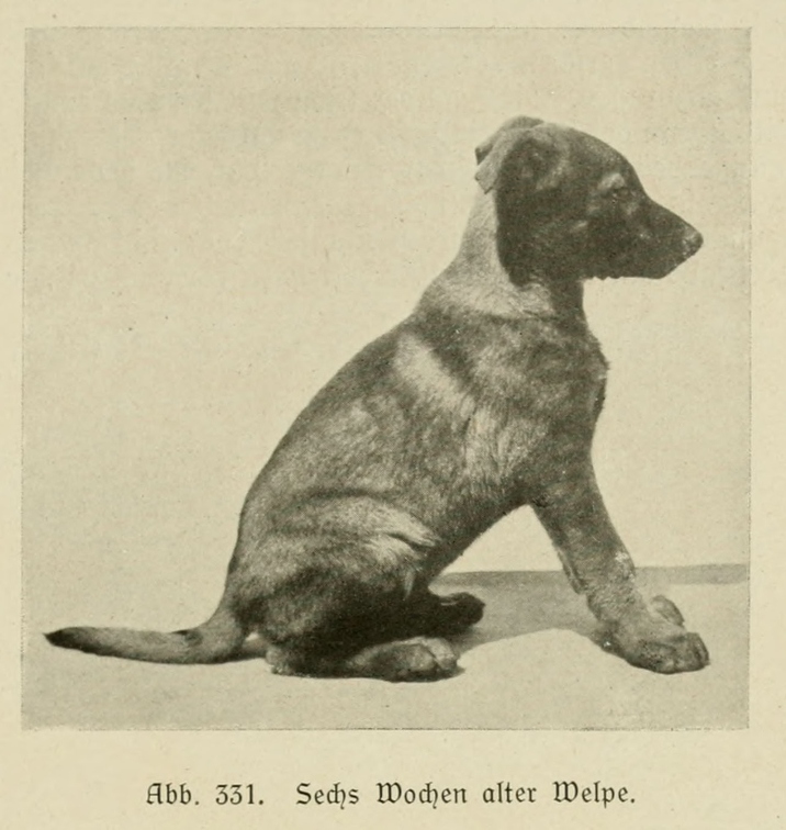 Der_deutsche_Schaferhund_in_Wort_und_Bild_-_vintage-dogs.com _0459.jpg