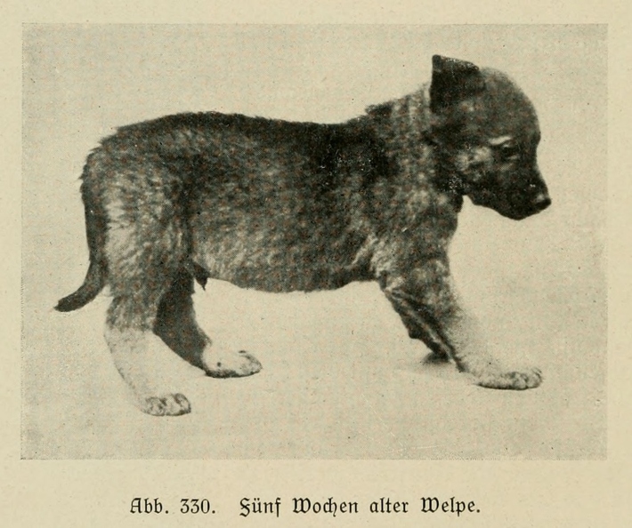 Der_deutsche_Schaferhund_in_Wort_und_Bild_-_vintage-dogs.com _0458 (2).jpg