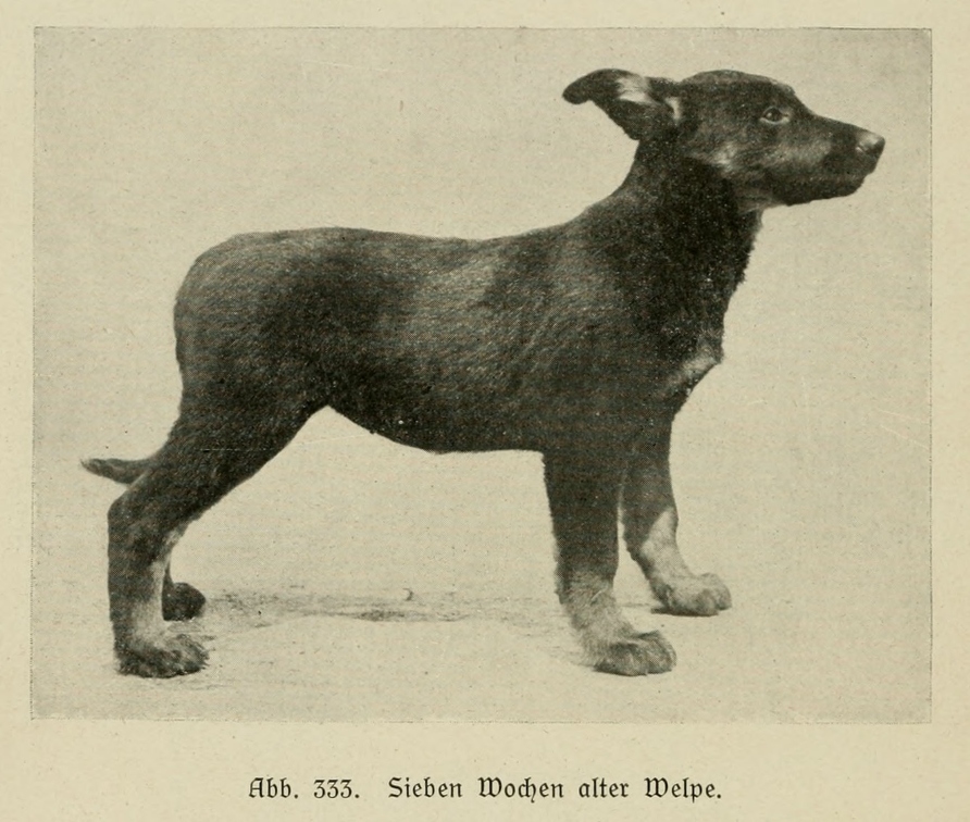 Der_deutsche_Schaferhund_in_Wort_und_Bild_-_vintage-dogs.com _0460.jpg