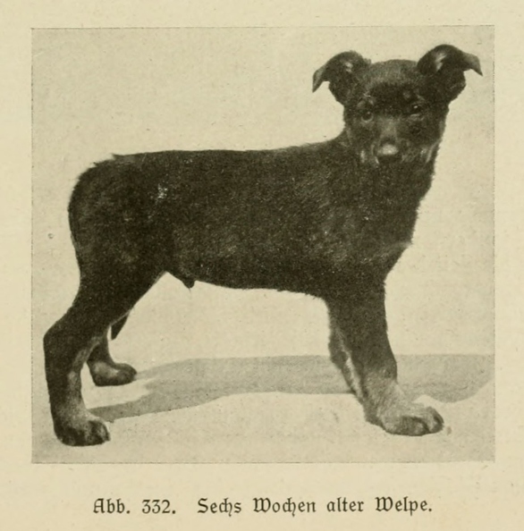 Der_deutsche_Schaferhund_in_Wort_und_Bild_-_vintage-dogs.com _0459 (2).jpg