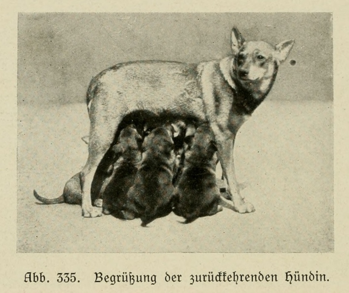 Der_deutsche_Schaferhund_in_Wort_und_Bild_-_vintage-dogs.com _0462.jpg
