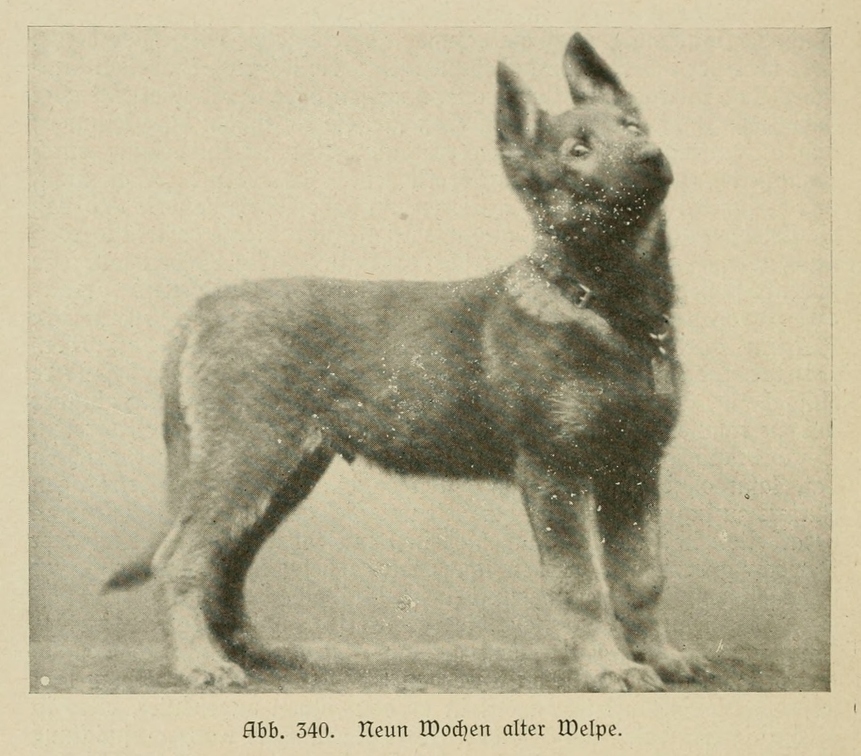 Der_deutsche_Schaferhund_in_Wort_und_Bild_-_vintage-dogs.com _0490.jpg