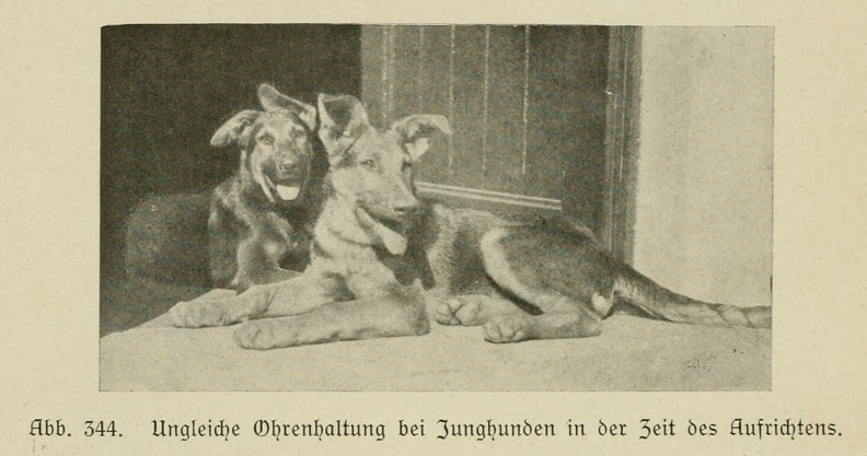 Der_deutsche_Schaferhund_in_Wort_und_Bild_-_vintage-dogs.com _0494.jpg