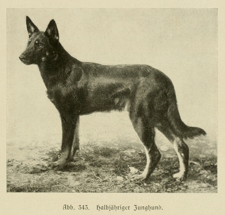 Der_deutsche_Schaferhund_in_Wort_und_Bild_-_vintage-dogs.com _0493.jpg