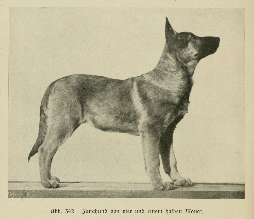 Der_deutsche_Schaferhund_in_Wort_und_Bild_-_vintage-dogs.com _0492.jpg