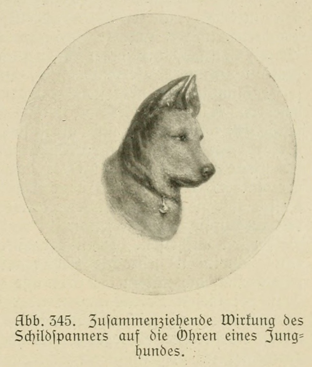 Der_deutsche_Schaferhund_in_Wort_und_Bild_-_vintage-dogs.com _0495.jpg