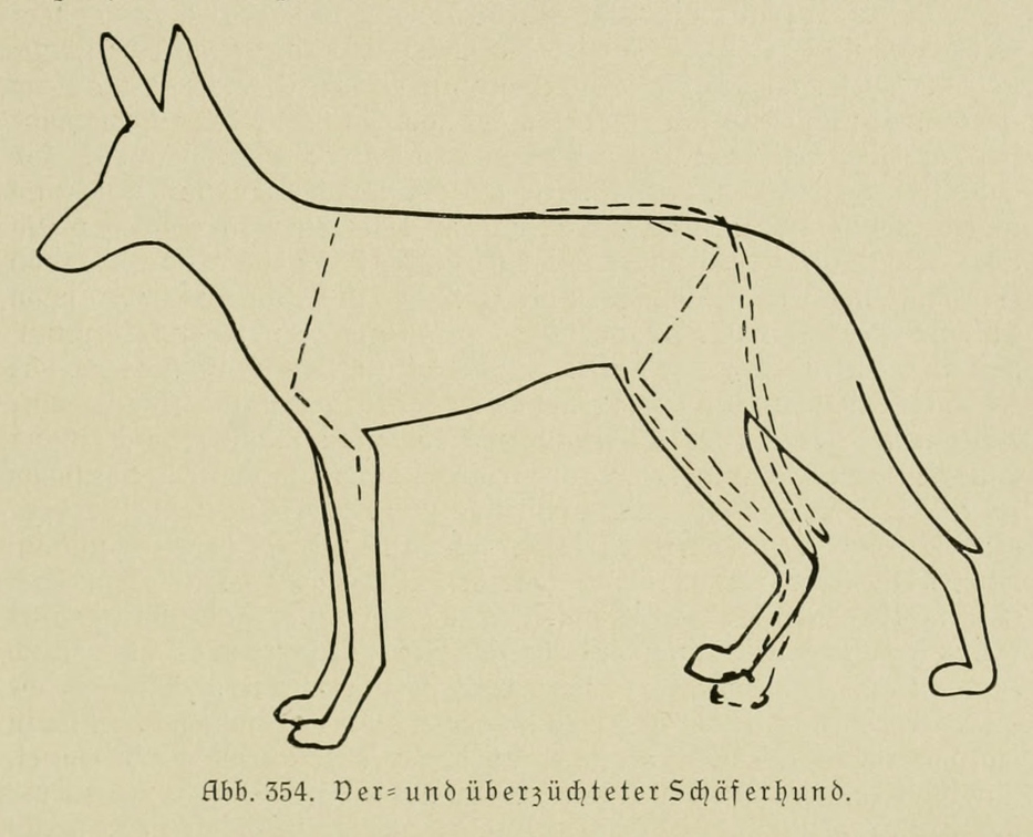 Der_deutsche_Schaferhund_in_Wort_und_Bild_-_vintage-dogs.com _0527.jpg