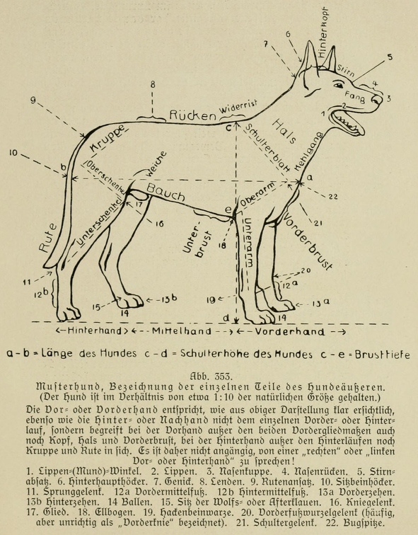 Der_deutsche_Schaferhund_in_Wort_und_Bild_-_vintage-dogs.com _0525.jpg