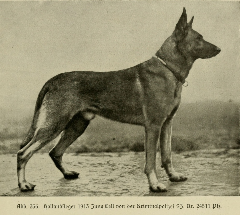 Der_deutsche_Schaferhund_in_Wort_und_Bild_-_vintage-dogs.com _0531.jpg